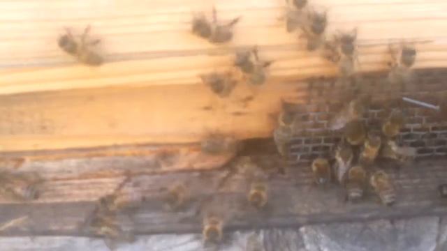 Пчёлы готовятся к зимовке-выгоняют трутней смотреть онлайн