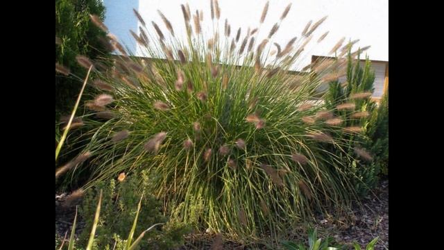 ПЕННИСЕТУМ  (PENNISETUM)  сем. Злаки