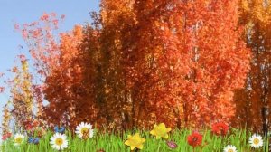 Клен красный (armstrong) ? Обзор: посадка и уход. крупномеры клена : описание и особенности