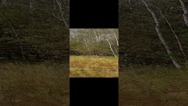 Природа осени🍂🍁😊