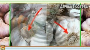 Можно ли использовать МАГАЗИННЫЙ ЧЕСНОК для посадки МОЙ ОПЫТ посадки чеснока ДАЧНЫЕ СОВЕТ