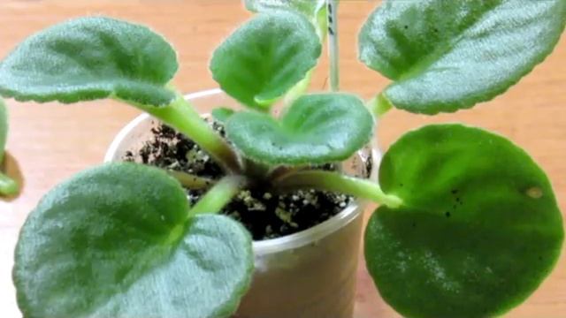 СтройХакер