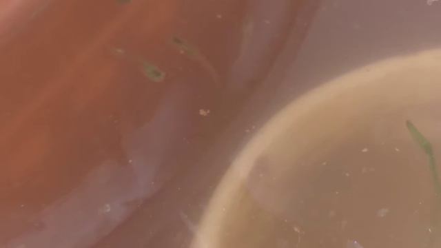 Mini lotus pond with fishes218 смотреть онлайн