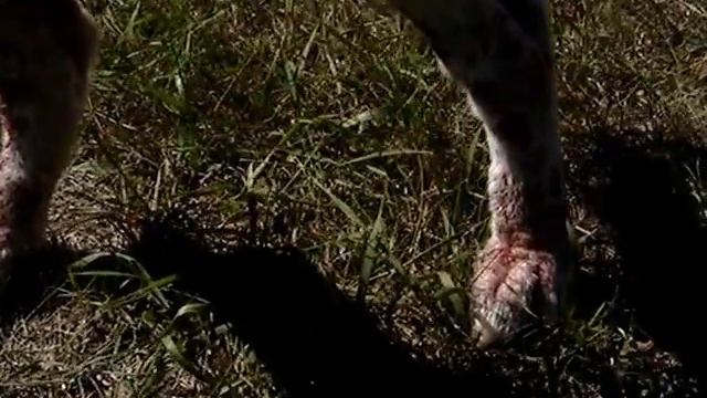 Бездомные животные. Собака с тяжелым демодекозом нуждается в помощи смотреть онлайн