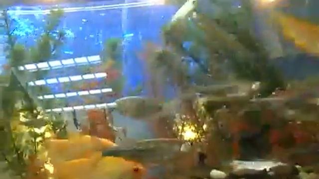 Малабарский данио индийская загадка смотреть онлайн