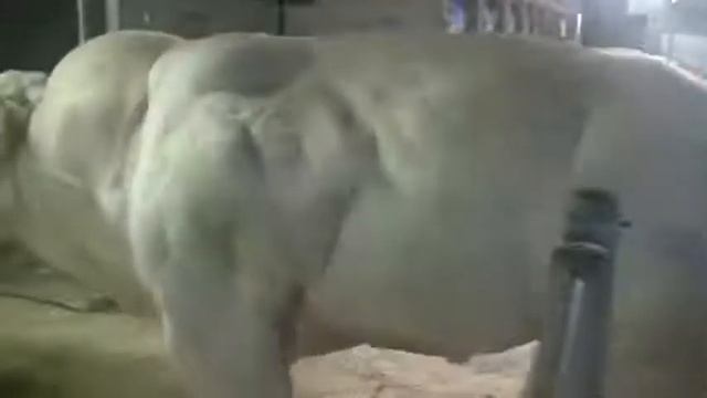 Бычки самые большие смотреть онлайн