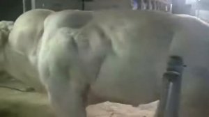 Бычки  самые большие