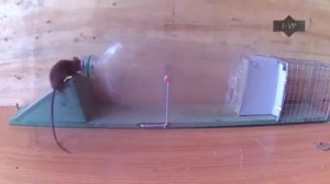 Как поймать крысу