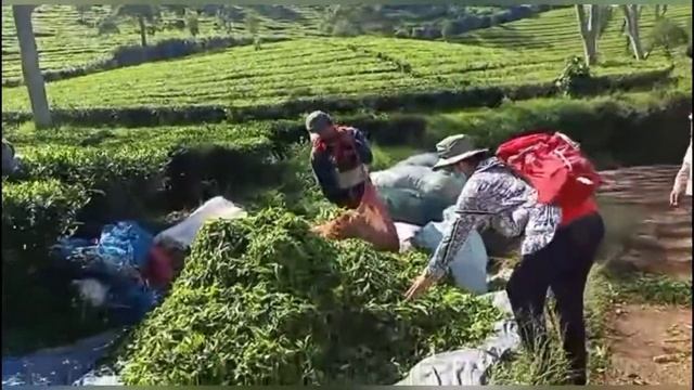 Sukawana Tea Plantation and Trek 11 | Lembang, West Java, Indonesia смотреть онлайн