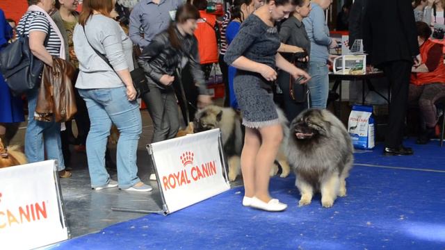 22 - 23 апреля 2017 г.Екатеринбурге.СУДЬИ: Е.Купляускас (Москва), смотреть онлайн