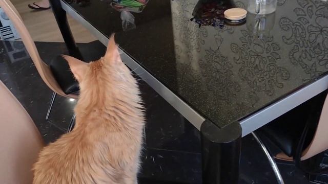 Рыжий кот Саня не хочет позировать #cats смотреть онлайн