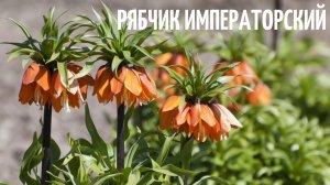 Рябчик императорский. Очень популярный и  великолепный цветок среди садоводов!