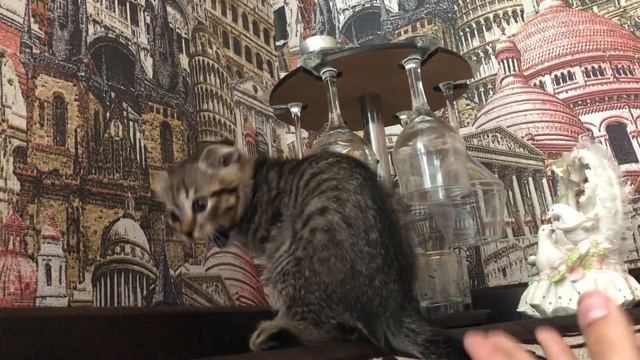 Когда не хочешь носить ошейник смотреть онлайн