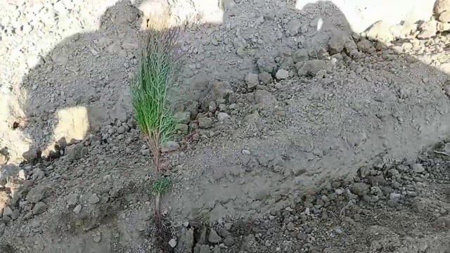 Archa ko'chati ekish haqida maslahatlar смотреть онлайн