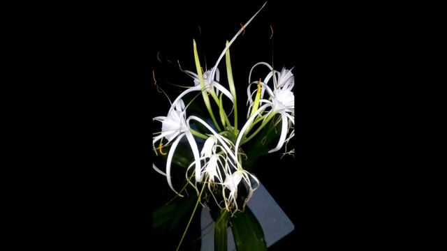 Цветение гименокаллиса смотреть онлайн
