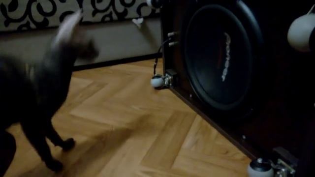 Кошка и СабвуфеР смотреть онлайн