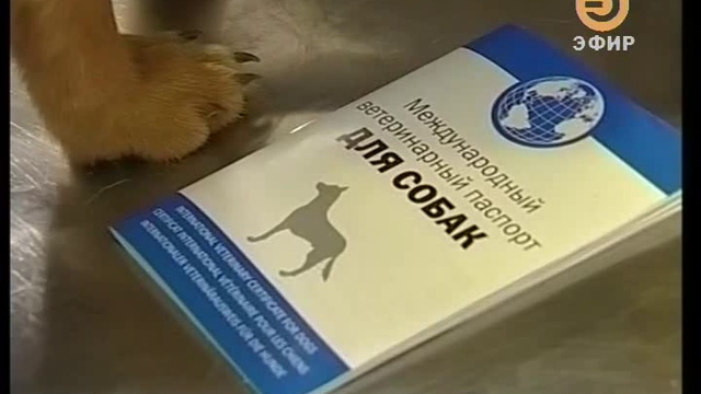 Пикет против отстрелов ООО СОБЖ в программе "Город" ТК "Эфир" 20.03.2011 смотреть онлайн