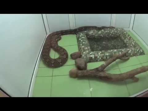 Террариум в Гродненском Зоопарке 2018 (Часть 2) смотреть онлайн