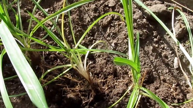 Цветы.Лилейник. Деление и пересадка осенью. смотреть онлайн