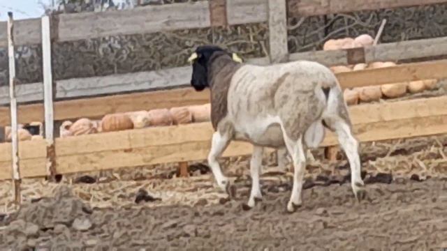 продаётся баран цена 100т смотреть онлайн