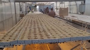 Посеяли огурчики 9.12.2022