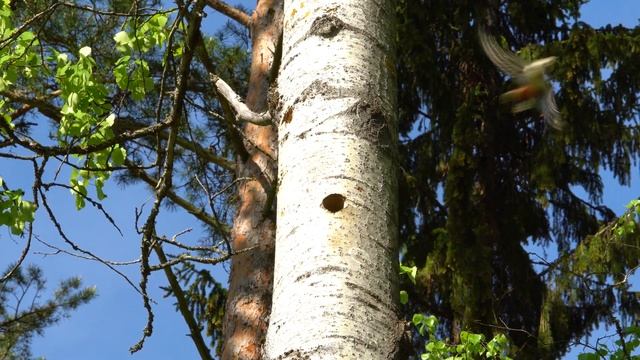Пестрый дятел кормит своих малышей (spotted Woodpecker)