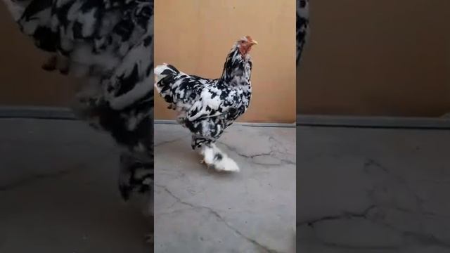 Brahma murble rooster Мраморный Брама петух #chicken #tovuqlar #куры #товук #brama #brahma смотреть онлайн
