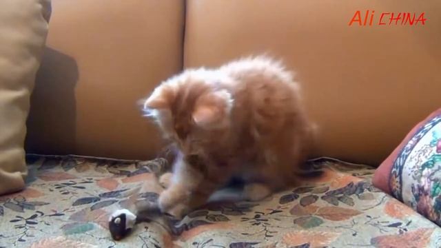 8-Канальная Система Видеонаблюдения Zosi смотреть онлайн