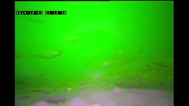 Подводное видео рыбалки смотреть онлайн