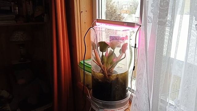 Эйхорния в Подмосковье: итоги января смотреть онлайн