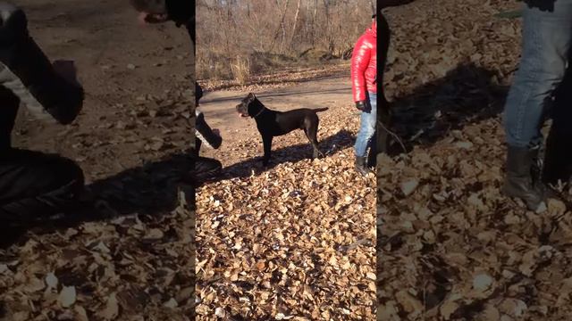 Кане корсо, игры брата и сестры смотреть онлайн