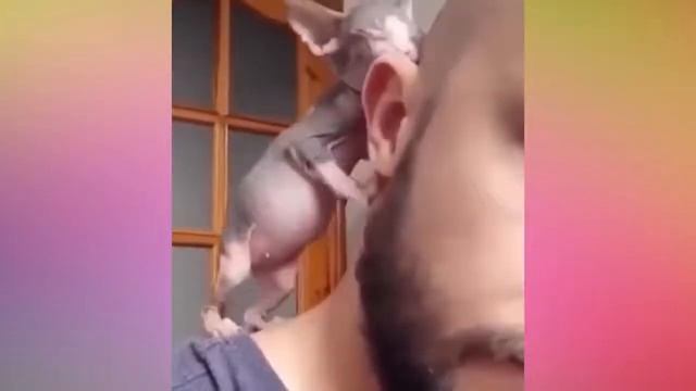 Самые милые котики :)) смотреть онлайн
