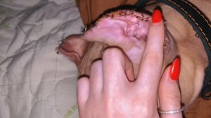 Обрабатываем ушки питбулю после купирования