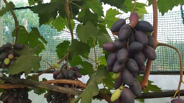 Виноград на рынок 25.07.21. смотреть онлайн