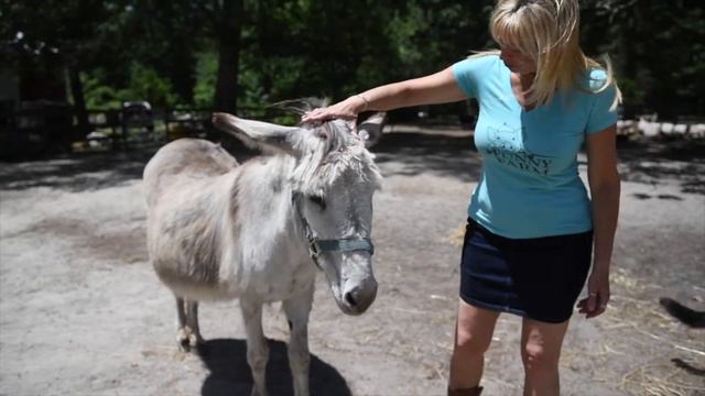 Funny Farm Animal Rescue & Sanctuary in South Jersey re-opens to the public смотреть онлайн