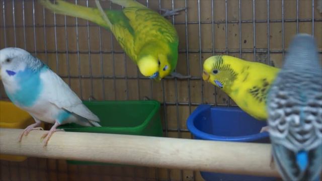 Волнистый попугай. Нас и здесь неплохо кормят. Budgie. We are well fed here. смотреть онлайн