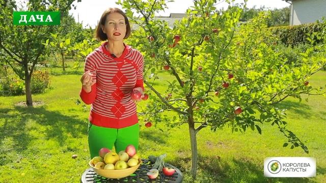 ?Как правильно собирать яблоки и закладывать на зимнее хранение? смотреть онлайн
