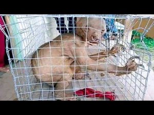 Вещи, Которые Выглядят Как Инопланетяне в Реальной Жизни