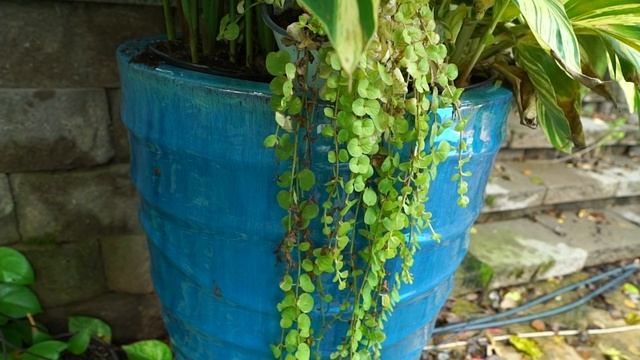 Tropical Planters With Houseplants смотреть онлайн