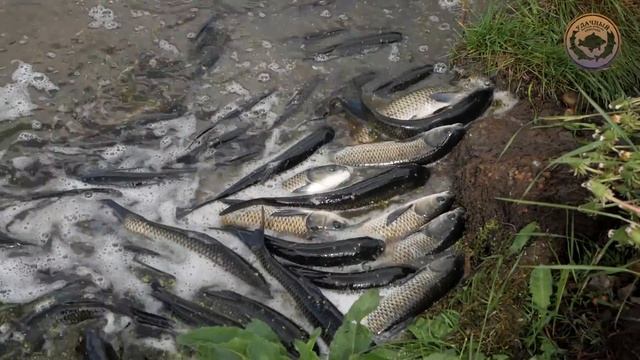 Амур, Линь / Платник Удачный смотреть онлайн