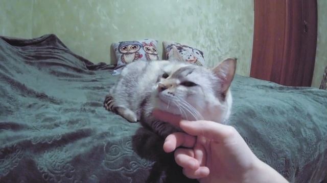 КОШКА БЕСПОРОДНАЯ / кавер-версия на гармошке / Муля, с днём Рождения! смотреть онлайн