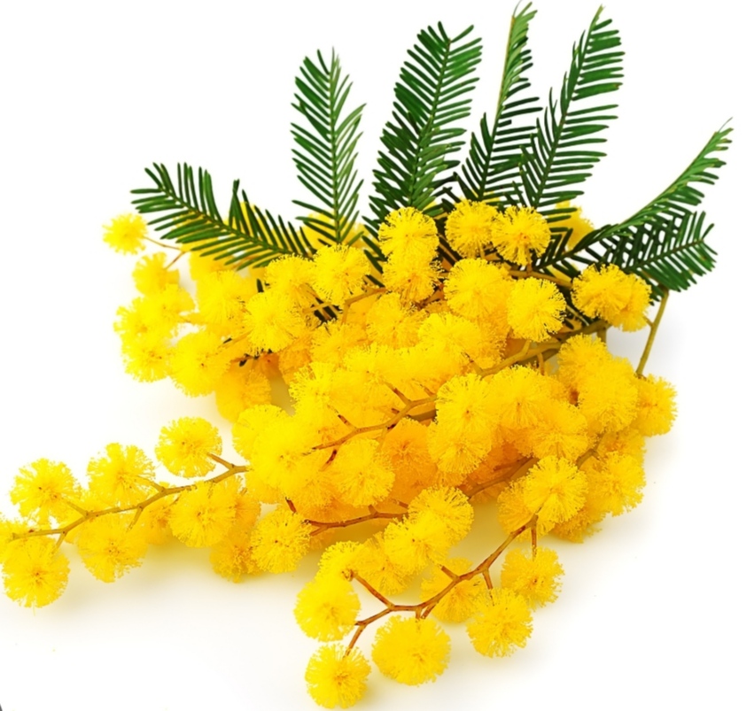 День мимозы! смотреть онлайн