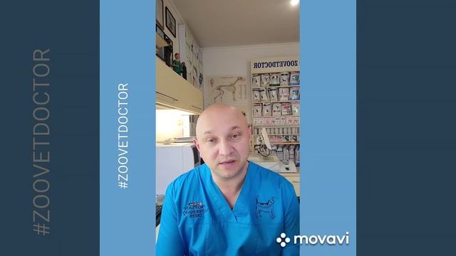 Сроки беременности у собак и кошек #zoovetdoctor смотреть онлайн