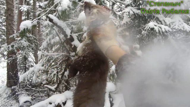 3 заезд 2 день Большой круг Собаки загнали соболя (2 часть) 04 11 22 смотреть онлайн
