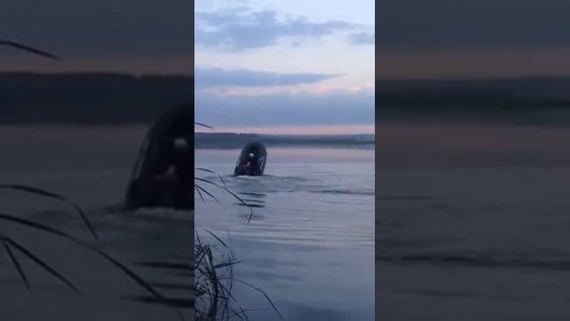 Ботмастер 310к на моторе 9.8 прет на дыбах!)) смотреть онлайн