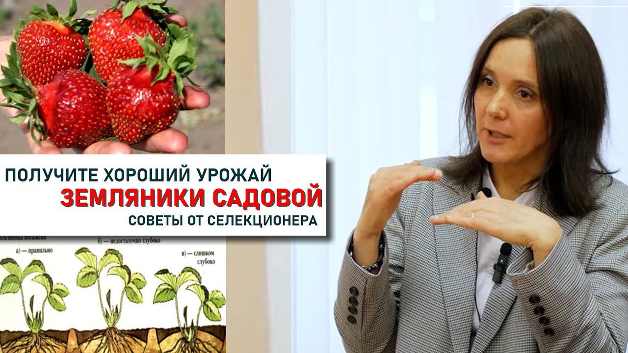 Как вырастить клубнику. Лекция селекционера Андроновой Натальи Васильевны смотреть онлайн