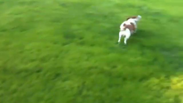 Видео Майло 049 смотреть онлайн