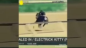 Самый быстрый лошади в мире