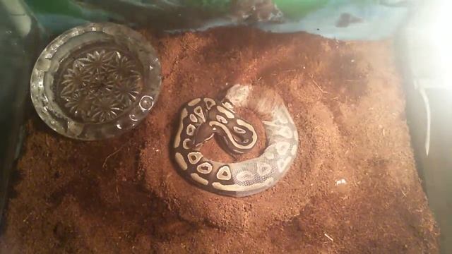 Линька региуса морфы Mojave смотреть онлайн