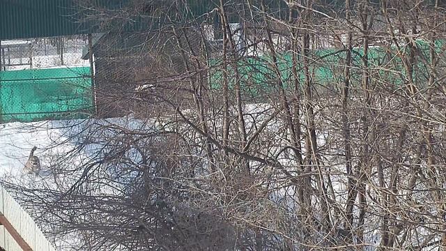 Росомаху выпускают из бокса в карантинный вольер смотреть онлайн